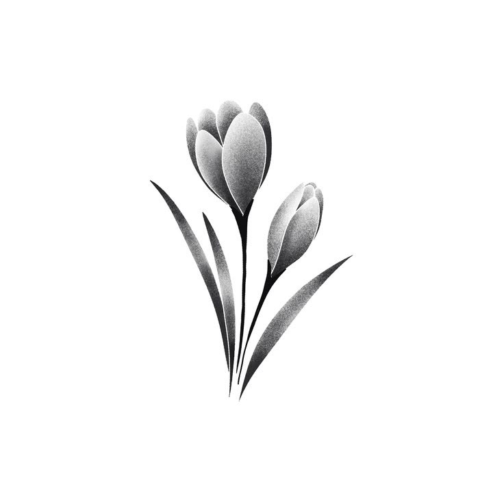 Flor Whipshading (Tulipas)