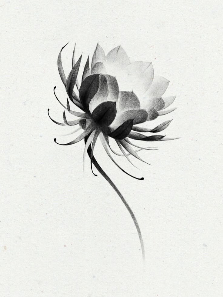 Flor Whipshading (Lótus)