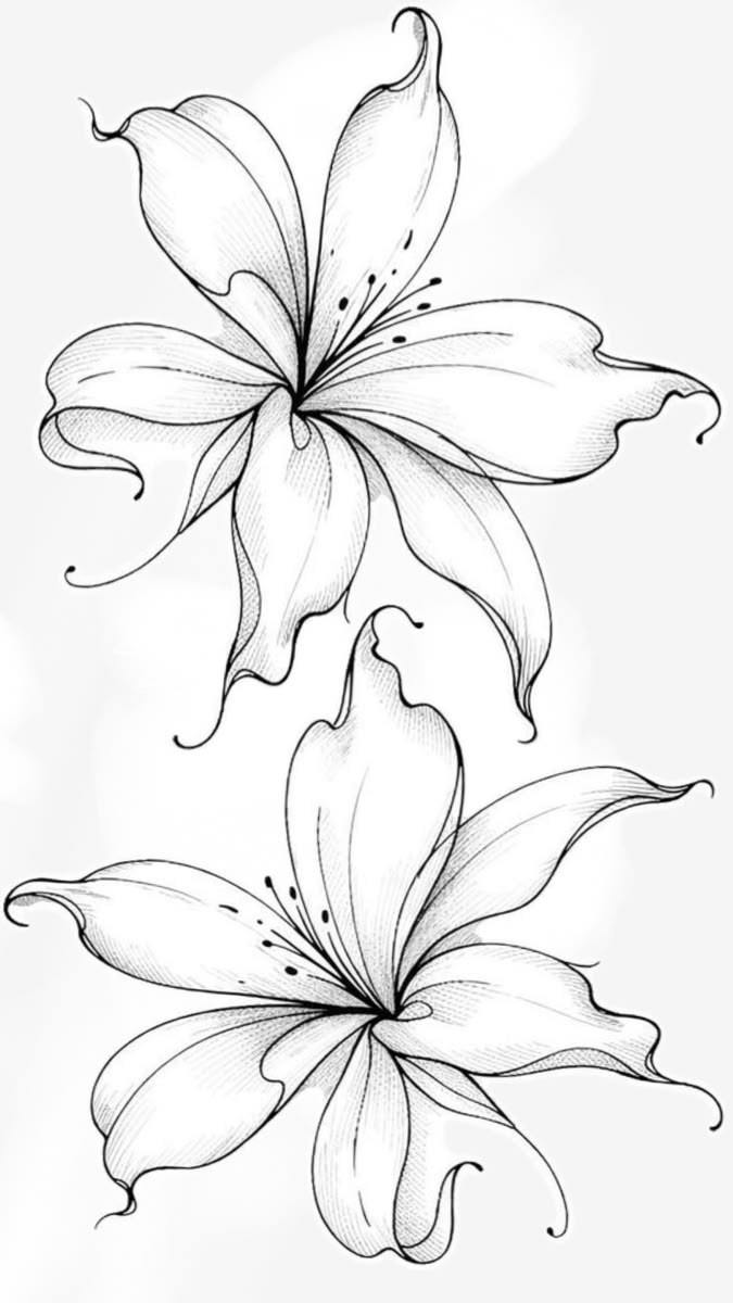 Lírios em Sketch